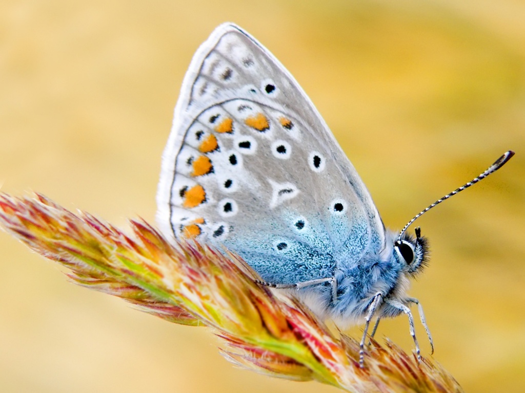 Borboleta